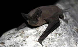 Loài dơi có thể chính là vật chủ gây ra đại dịch Ebola. Ảnh: Flickr.