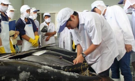 Cá ngừ câu theo kiểu Nhật, ngư dân kêu lỗ