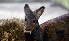 Một con hươu xạ Siberia, thuộc loài có họ hàng với hươu xạ Kashmir. Ảnh: WCS.