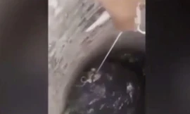 Chú chó thông minh tự cứu mình dưới giếng sâu