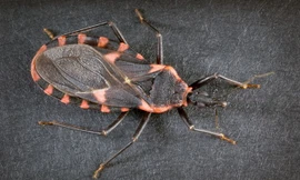 Nguyên nhân lây bệnh là do tiếp xúc với bọ hút máu. (Nguồn: azdhs.gov) 