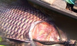 Ngư dân Việt và những chiến tích săn 'thủy quái' để đời