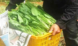 Lãi tiền tỷ từ trồng cải bó xôi