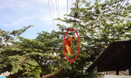 Công nhân Điện lực Di Linh phát quang hành lang an toàn lưới điện.