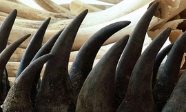 Tiêu thụ sừng tê giác ở Việt Nam giảm 38%