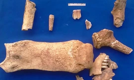 Răng và bàn chân của cá thể tê giác được phát hiện tại di chỉ khảo cổ học Thạch Lạc. Ảnh: Đức Hùng.