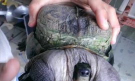 Đổ xô hỏi mua con rùa kỳ lạ ở miền Tây