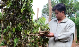 Ông Nguyễn Văn Hữu bên gốc tiêu đã chết.