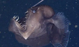 Con cá vẩy chân được tìm thấy. Nguồn: Viện nghiên cứu Monterey Bay Aquarium.