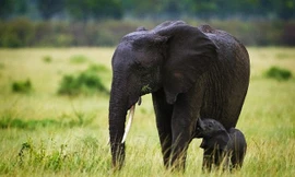 Voi phát hiện mưa bão từ xa