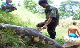 Con cá tra dầu nặng trên 71kg này được một ngư dân bắt nhưng đã chết vào ngày 5/7/2012. Thân hình cá có nhiều vết lở loét. Ảnh: Thốt Nốt.