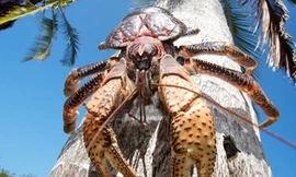 Với chiều dài khoảng 1 m, cua dừa là loài chân đốt trên cạn lớn nhất thế giới. Dù loài cua nhện Nhật Bản có kích thước lớn hơn nhưng chúng lại là loài sống dưới nước. Ảnh: BBC.