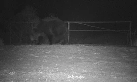 Con gấu nâu xuất hiện ở gần khu vực xảy ra vụ nổ Chernobyl. Nguồn: ceh.ac.uk.