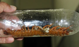 Người bị rết dài 30 cm chui vào quần lại gặp rết 'khủng'