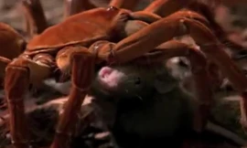 Xem nhện “khủng” bắt sống chuột ăn thịt