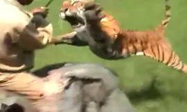 Hổ lao thẳng vồ người cưỡi voi giữa ruộng lúa