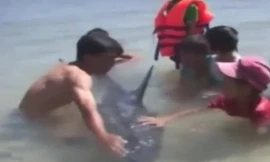 Phát hiện cá heo bơi lạc vào đìa tôm bỏ hoang