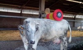 Cộng đồng mổ bò