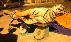 Bắt giữ hổ đông lạnh 120 kg đang đi tiêu thụ