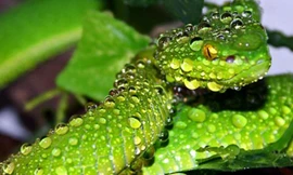 Rắn lục đuôi đỏ.