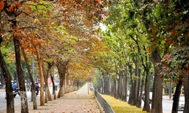 Hàng cây trên phố Kim Mã là một trong những địa điểm giới trẻ thường xuyên tới chụp ảnh.