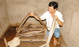 Thông thường những hộ nuôi rắn trong nhà để bán thương phẩm thường chọn loại hiền, không có độc, song họ vẫn khẳng định, phải xây chuồng xi măng hay bao lưới nuôi để đảm bảo không cho rắn xổng ra ngoài.