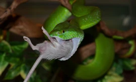 Tại sao chỉ có rắn lục đuôi đỏ xuất hiện?