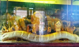 Tiêu bản rắn hổ mang chúa 18 tuổi được trưng bày trong bảo tàng rắn trại Đồng Tâm.