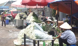 Cúc họa mi làm nóng thị trường hoa Hà Nội