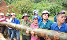 Thanh niên Tây Giang chung tay góp sức vác những cây gỗ lớn làm cầu giúp dân. Ảnh: Nguyễn Thành.