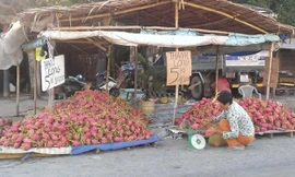 Thanh long giá 'bèo' 2.000 đồng/kg, người mua vẫn hờ hững