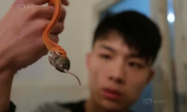 9X bỗng nổi tiếng khắp cộng đồng mạng Trung Quốc khi cậu đăng tải loạt ảnh chăm sóc cho đàn thú cưng... là rắn độc.
