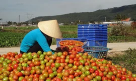 Nông dân điêu đứng vì cà chua mất giá