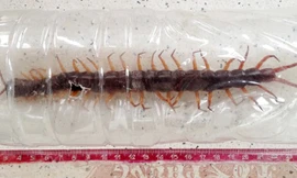 Rết dài 25 cm bị vợ chồng anh Triều bắt.