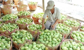 Nhờ áp dụng kỹ thuật mới nên nhiều năm qua trái cây vụ nghịch luôn có giá cao...
