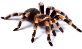 Du khách Australia hốt hoảng vì phát hiện nhện trong dạ dày