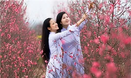 Người dân Thủ đô ngắm hoa đào ngày Tết. Ảnh: VnExpress.