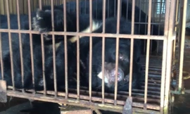 Xâm nhập lãnh địa nuôi gấu lớn nhất miền Bắc