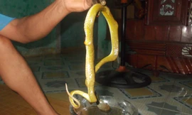 Bắt rắn ngâm rượu.