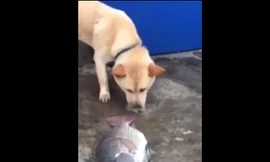 Clip chú chó tìm cách cứu sống cá