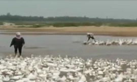 Tiêu hủy gần 1.000 con vịt nhiễm cúm A/H5N1