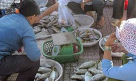 Bán mạng săn đỉa biển dưới đáy đại dương