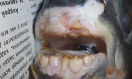 Bắt được con cá vô cùng kỳ lạ, hàm răng như của con người