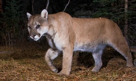 Sau khi phát hiện ra con sư tử, Sherry Kempster đã ghi lại hình ảnh của nó và báo cho cảnh sát địa phương. Theo kênh KTLA và Daily Mail thì sự việc diễn ra vào rạng sáng thứ sáu 19/12 .