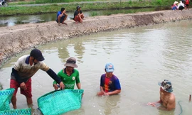 Tôm giảm giá, người nuôi nên bình tĩnh
