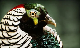 Chim trĩ hoàng đế có giá 10 triệu đồng/con