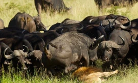 Hãi hùng cảnh sư tử bị đàn trâu cuồng nộ truy sát