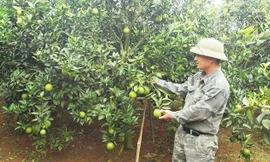 Anh Bách bên vườn cam Cao Phong.