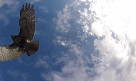 Clip diều hâu tấn công máy bay trực thăng