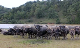 Đàn trâu (ảnh minh họa).